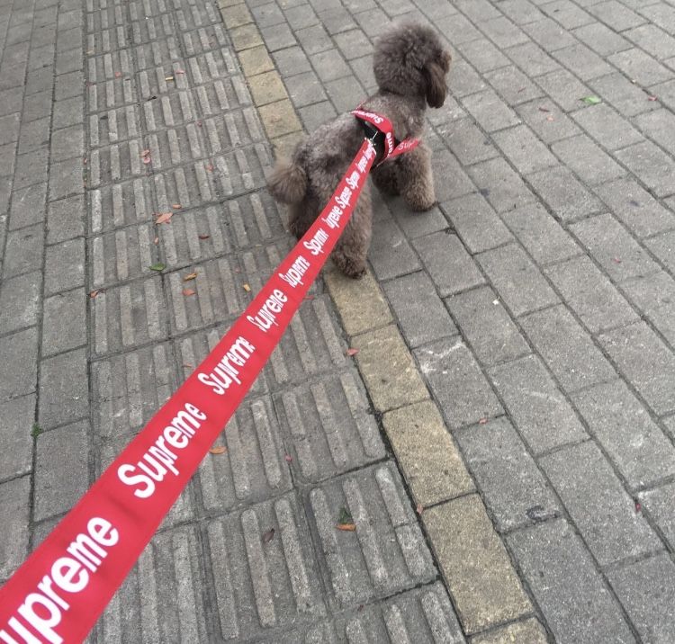 Luxury Dog Harness