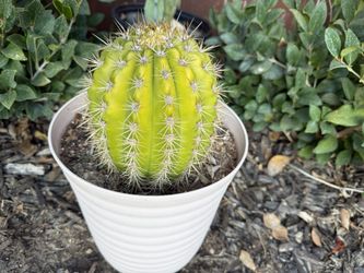 Cactus