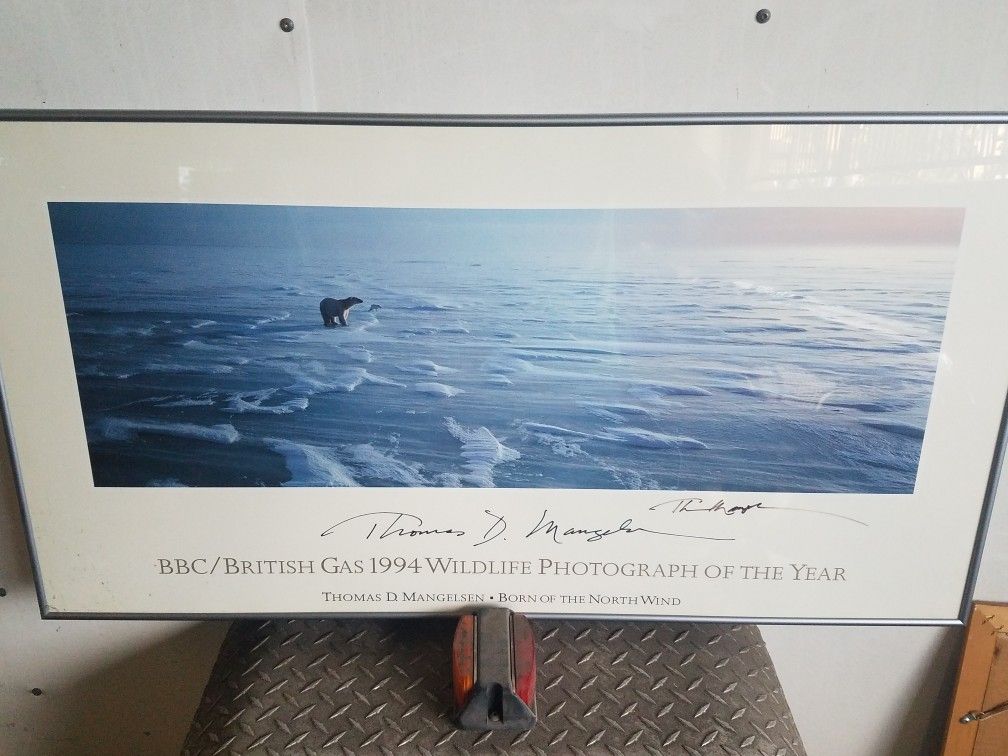 Thomas Mangelsen huge aluminum frame polar bear image photo hand signed