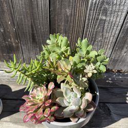 Succulents 