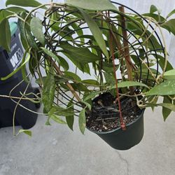 Hoya Pubicalyx 6" Pot