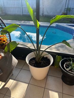 Birds of paradise