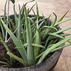 Aloe Vera Plant 