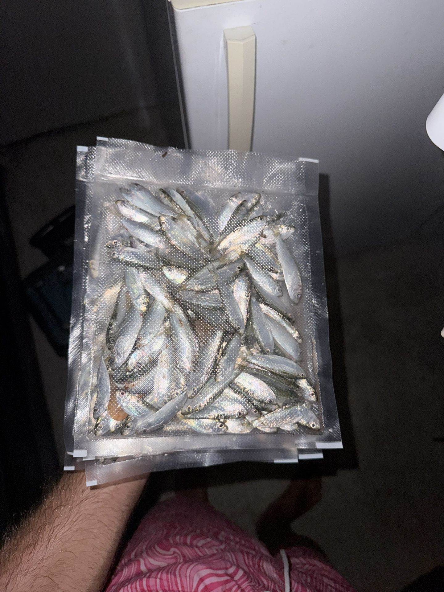Frozen Pilchard 