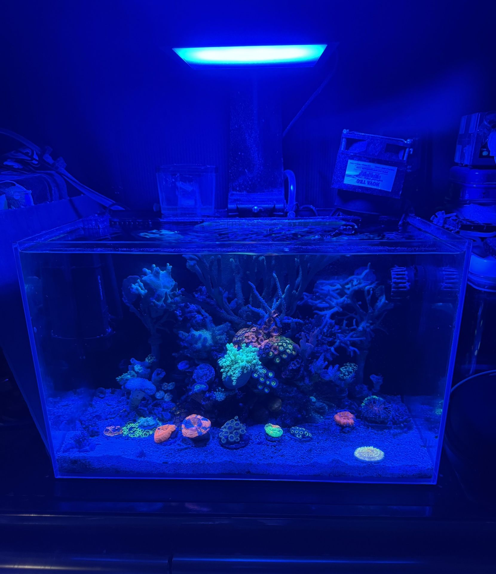 Saltwater Setup And Coral Decor For Sale