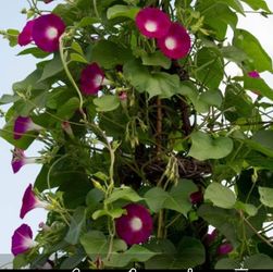 Ipomoea flower seeds