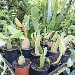 Opuntia Cactus Hoseplant Landscape Plant 