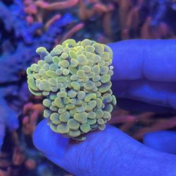 Fake Hammer Corals