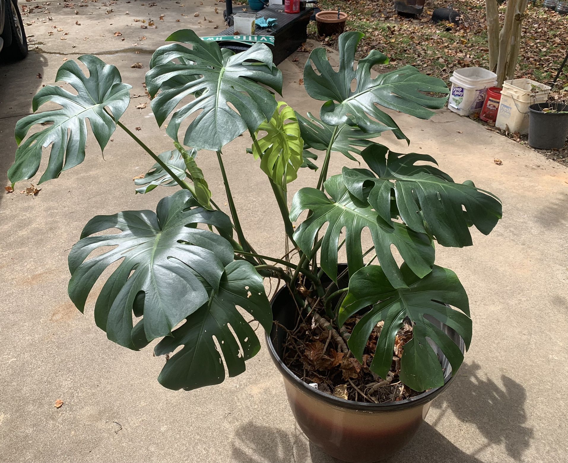 Giant Monstera Plant Live And Established