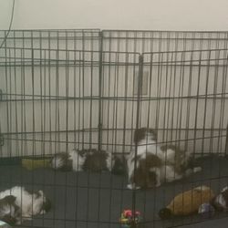 Dog Cage 