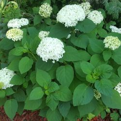 Annabelle Hydrangea (perennial)