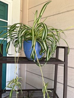 Spider Plant