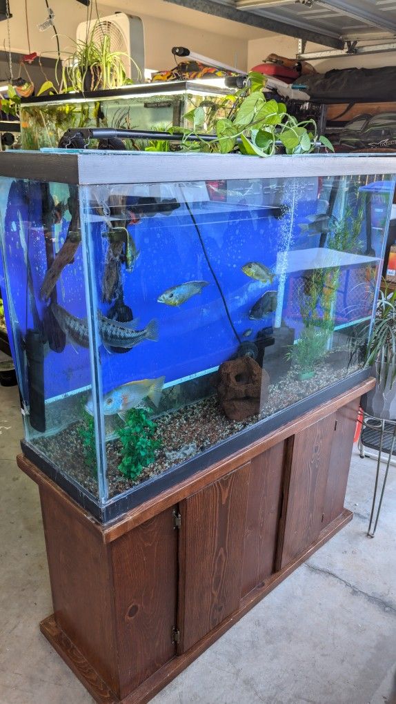 Tall  Fish Tank With Stand 