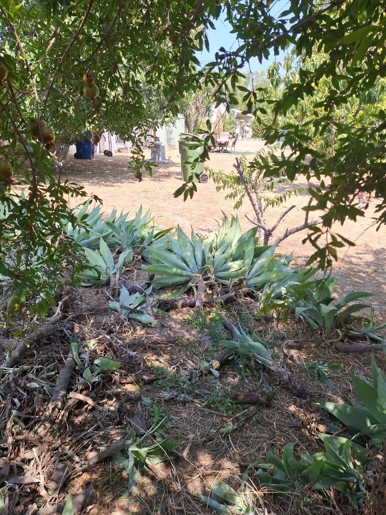 Plants