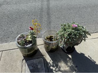 Free cactus plants