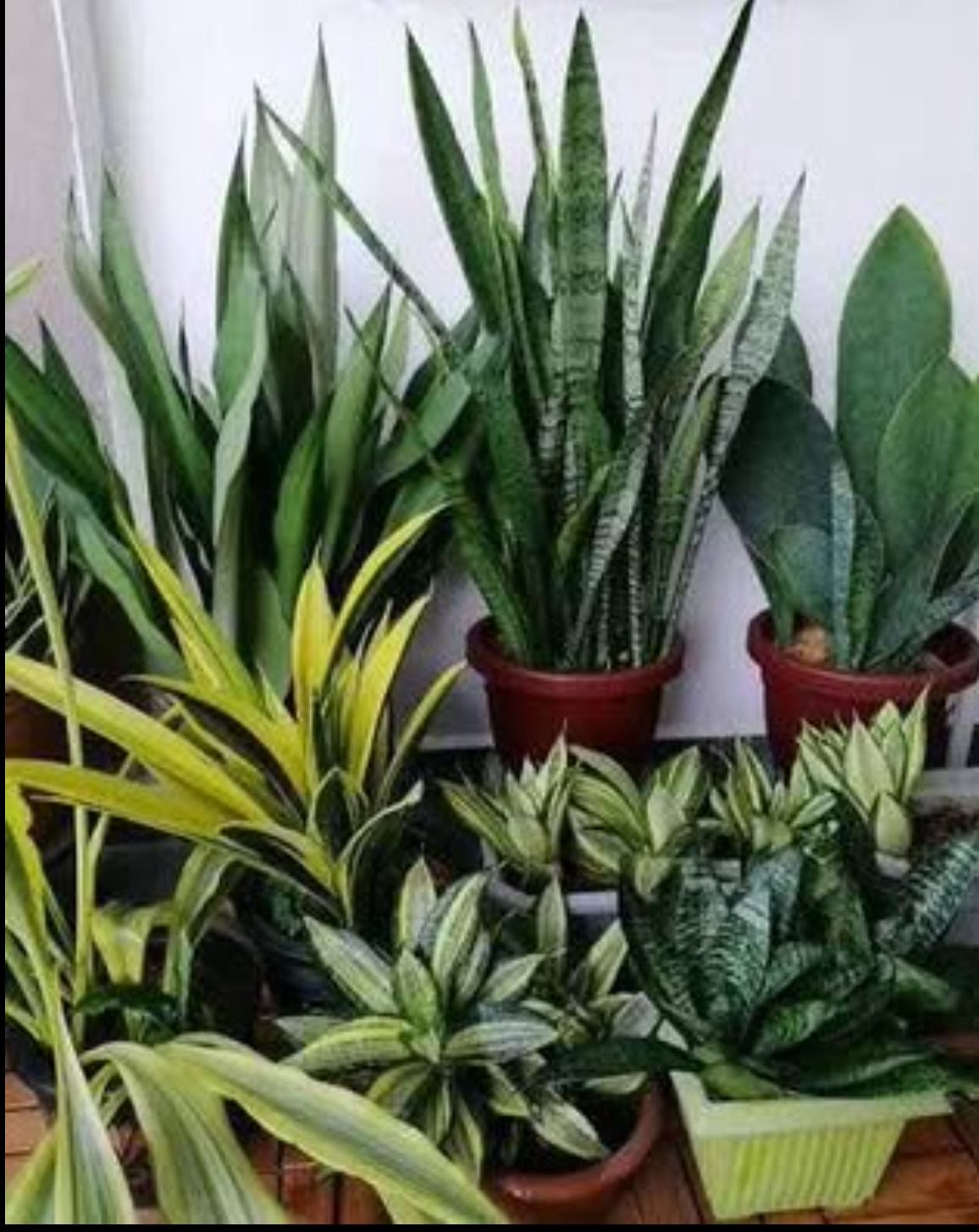 Rare Sansevieria “Parva” | Miniature Snake Plant | Low Light & Drought Tolerant | Air Purifying | Two Sizes Available | $5 Discount For Local PickUp