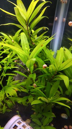Hygrophila