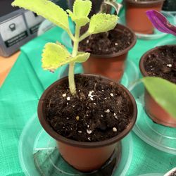 🌿 CUBAN OREGANO – $10