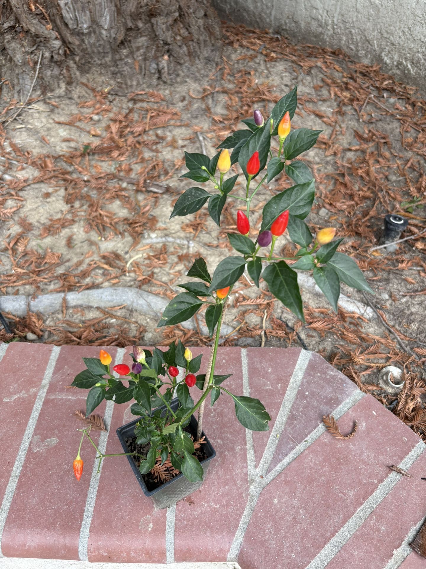Bolivian Ornamental Purple Pepper