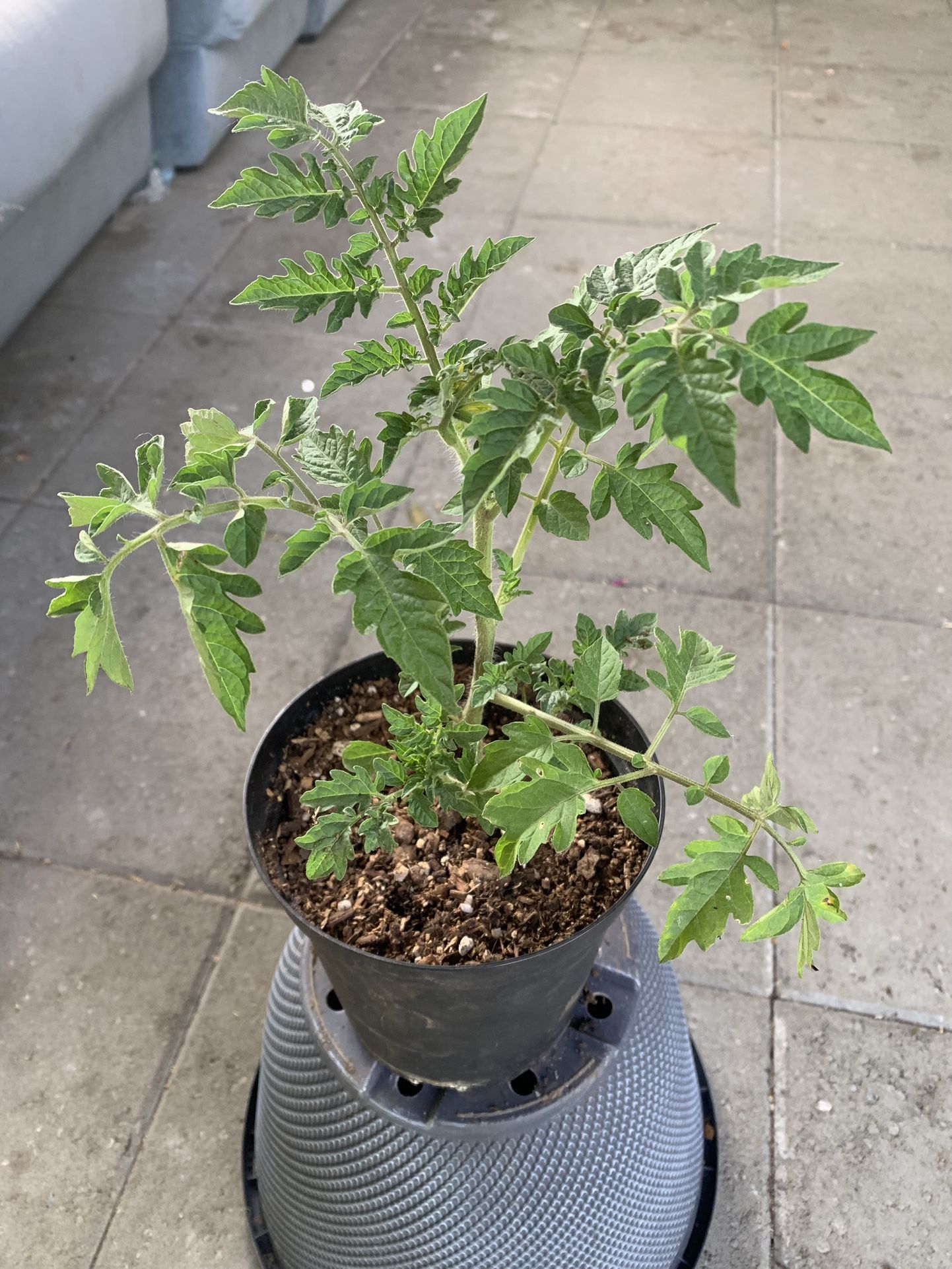 Tomato Roma
