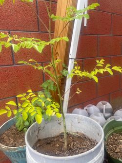 Moringa plant