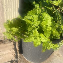 Lemon Balm