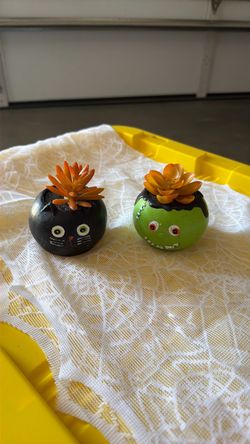 Pumpkin plant