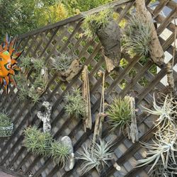 Mounted airplants And Bromeliads