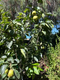 PEAR TREE W/FRUIT/ARBOL DE PERA