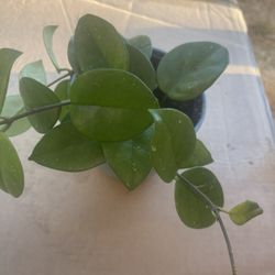 Splash Hoya Carnosa Plant