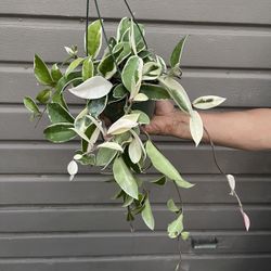 6” hoya queen tricolor