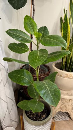 Ficus Lemon Lime