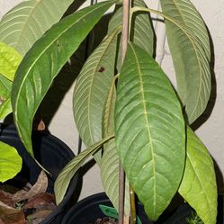 Mamey Sapote plant