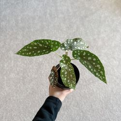 4” Begonia Maculata