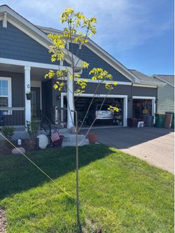 Small ash tree free