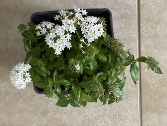 Egyptian cluster plant