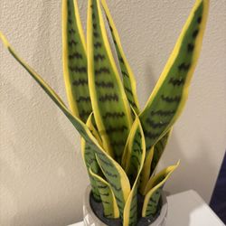 artificial Snake 🐍 plant 