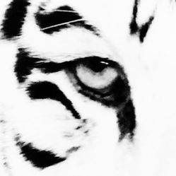 Custom Carved and engraving pieces 