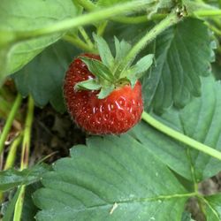 Strawberry plants bare Root starts Garden Fruit Organic Big Red $2 per plant 