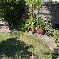 Potted Young Avocado Tree