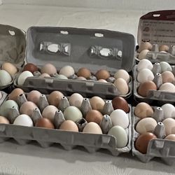 Fresh Organic Eggs 