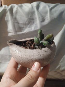 Mini Faux Succulent 
