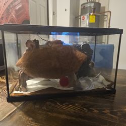 Terrarium 