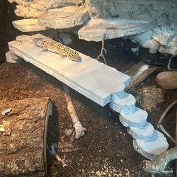 reptile basking/ hide 