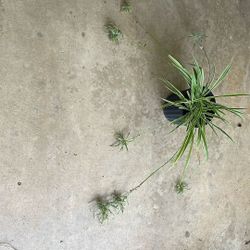 AIRPLANE PLANT w Several Pup Shoots