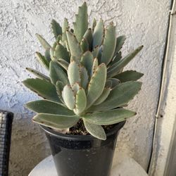 1.5 Gallon Pot Succulent Plant - Kalanchoe Tomentosa Baker - Panda Plant - Rooted & Established - Drought Resistant 🪴 