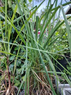 Lemongrass plant