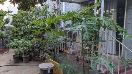 Papaya Trees/ Arboles de papaya