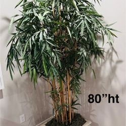 LIKE NEW: Bamboo Tree In A Planter 