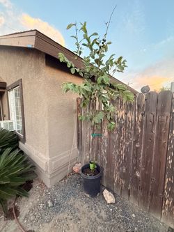 guava tree 15 g